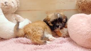 ハーフ犬の動画01