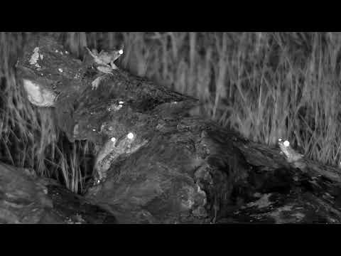 Djuma: Foam Nest Frogs on the log in the old pan - 20:29 - 02/19/2023