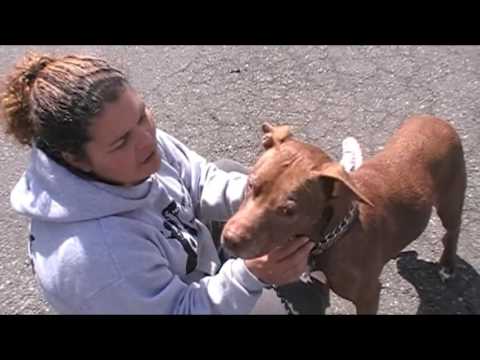 JENNY, an adopted Pit Bull Terrier & Labrador Retriever Mix in Linden, NJ_image-1