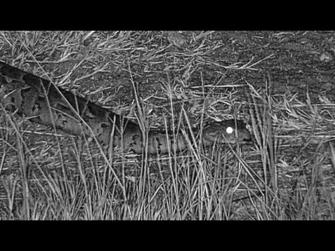 Djuma: Puff Adder slithering around - 20:40 - 04/23/19