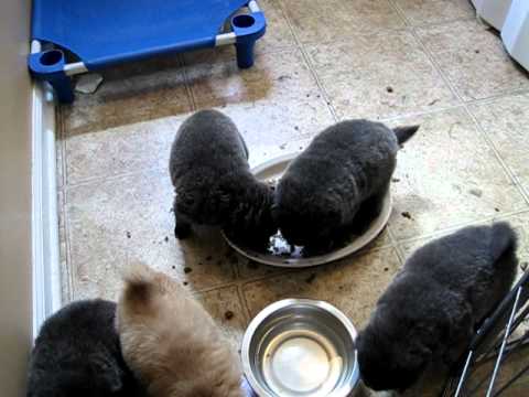 Georgia Chow Rescue Onyx and her puppies eating