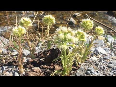 Der wahrscheinlich schönste Ort in Liechtenstein: Steg