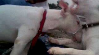 preview picture of video 'Bull terrier´s Ingles en faja de oro'