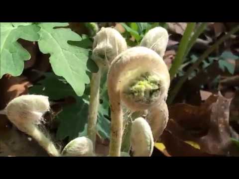 EARLY SPRING FERNS, FIDDLEHEADS