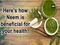 Here's how Neem is beneficial for your health!