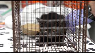 ASPCA Removes More Than 100 Cats from Unsanitary Conditions in New York City in Single Day