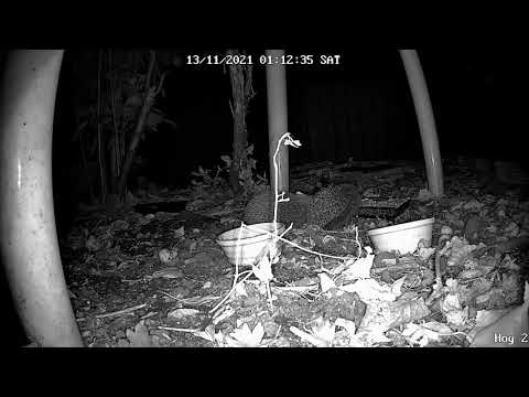 Hedgehogs Durham UK 211112