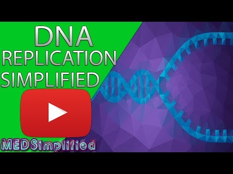 Dna Replication Part 2