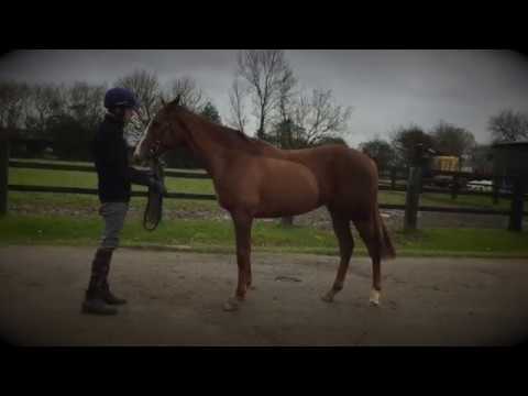 Ecurie Triptych - INTENSE FOCUS x LASTING APPLAUSE au pré-entraînement