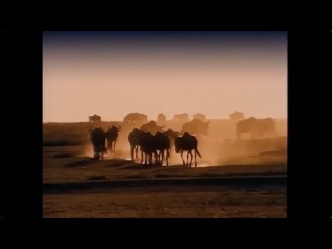 Gwen and Zoey's Adventures of Really Wild Animals (Episode 1; Part 13)