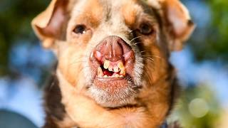 Wettbewerb um hässlichsten Hund der Welt kürt Sieger 2026