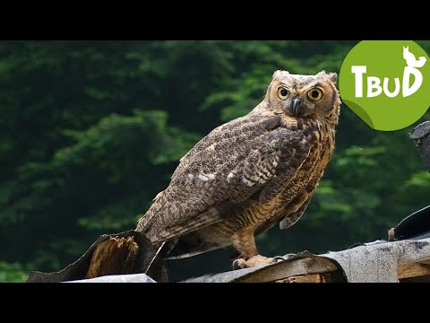 Komischer Kauz (Folge 29) | Tiere bis unters Dach