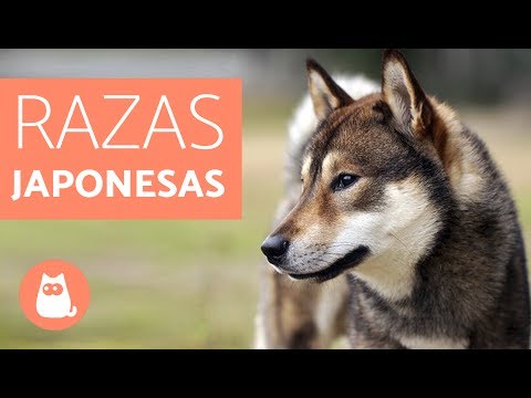 10 breeds of JAPANESE DOGS