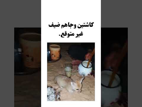 كاشتين وجاهم ضيف غير متوقع.