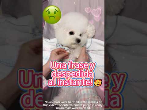 Cómo ofender a la reina con una sola frase!🥰🐶🤷