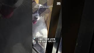 뜻밖 장소서 발견된 실종 반려견..이틀 만에 '극적 구조' #shorts