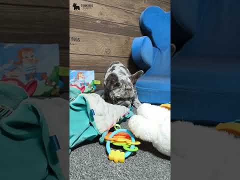 Video 1