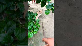 Download lagu prank kucing lucu #shorts #funny #cat #comedy #kucinglucu #trendingshorts mp3
