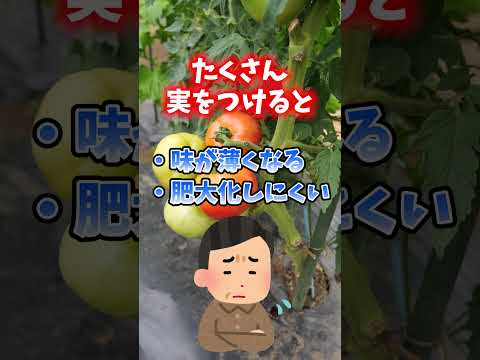 トマトの剪定方法は？収穫量を増やすための完全ガイド!  庭園