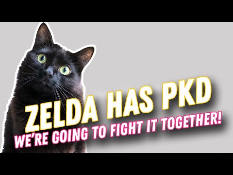 Zelda Has Polycystic Kidney Disease | PKD in Cats 😿😿