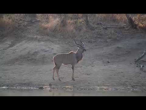 Djuma: Kudu bull - 07:33 - 08/16/20