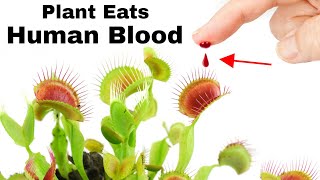 Feeding a Venus Flytrap Human Blood