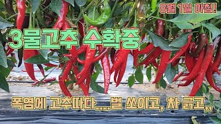 폭염에 고추따기 너무 더워요, 3물고추 수확하다 죽을뻔...ㅠㅠ