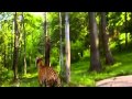 Lions Documentary SUPERCAT Lions Tigers NatGeo WILD