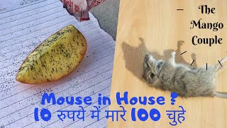 This is how we killed Rats from our house | 100% effective solution for mouse