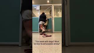 Dog Knows BJJ 😳 #shorts
