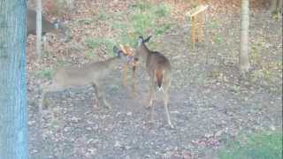 preview picture of video 'Home made deer feeder backyard in Guilford, CT'