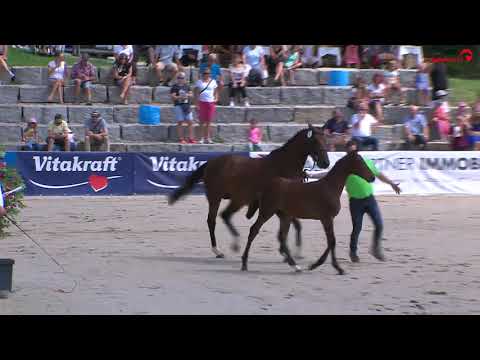 KN 7 Hengst v  Vingino Diamant De Semilly