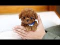 THE CUTEST AND SMALLEST DOG BREEDS