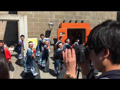 商学科 小樽商科大学"翔楽舞" 2018おたる春祭り堺町演舞 よっちょれ