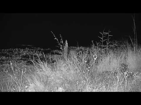 Djuma: Common Grey Duiker gets a quiet drink at the dam - 22:40 - 06/18/21