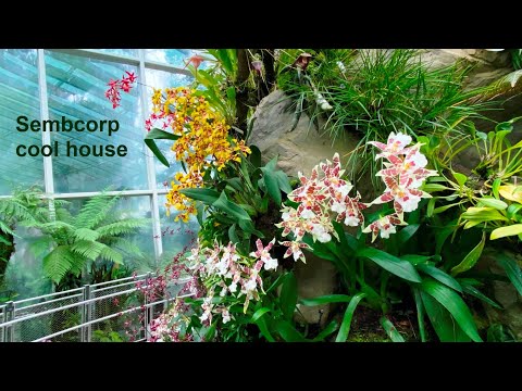 【Nature walk】2023.0122 Orchid garden - Tropical Montane Orchidetum