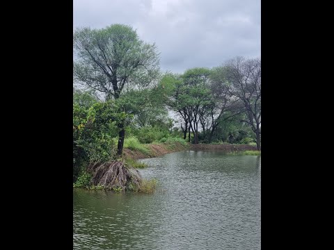 Natural Pond @ IKIGAI FARMS - A Sustainable Farm Living Community