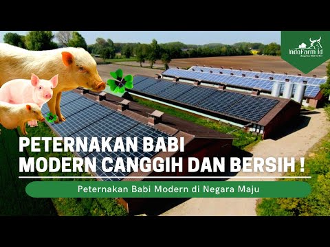 , title : 'Peternakan Babi Modern Selandia Baru Bersih dan Canggih'