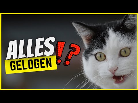 11 lies about cats that everyone believes are true!