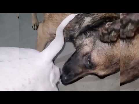 Dogs meeting | dogs mating |