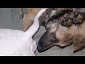 Dogs Meeting Dogs Mating