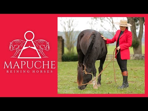 BLUE BLACK STRASS: Reins icon