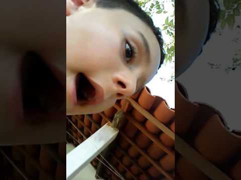 Otavio. E. kaio kaio. plays