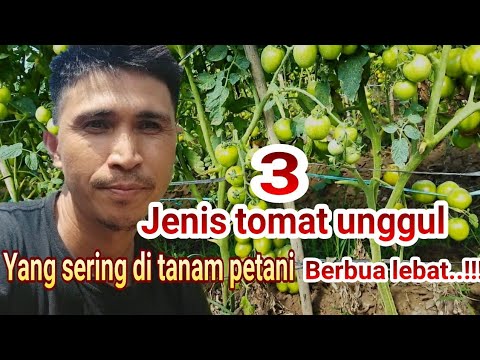 , title : '3 jenis tomat unggul ,berbuah lebat yg sering di tanam petani.'