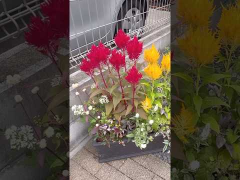 常緑の赤い低木 庭 秋 南天 国産 神聖な竹