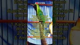 Download lagu Efek Sauna Cocok Untuk Cucak Ijo !! mp3