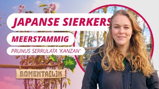 Gewone Japanse sierkers meerstammig video