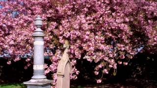 preview picture of video 'Apple Blossom Trees Cemetery Abernethy Perthshire Scotland'