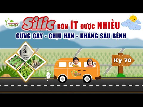 SILIC BÓN ÍT ĐƯỢC NHIỀU | CỨNG CÂY, CHỊU HẠN, KHÁNG SÂU BỆNH