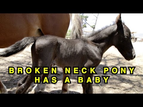 Abandoned horse with a broken neck defies the odds and becomes a mother.